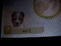 videos de Introducing My nintendogs Part 6 [END]