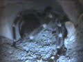 Acanthoscurria geniculata wipe