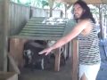Russell Brand Goat Farming