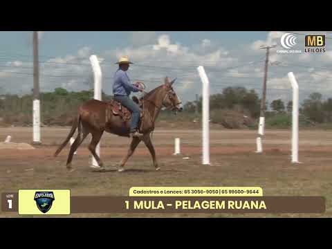1� LEIL�O EXPOJUINA - 2026