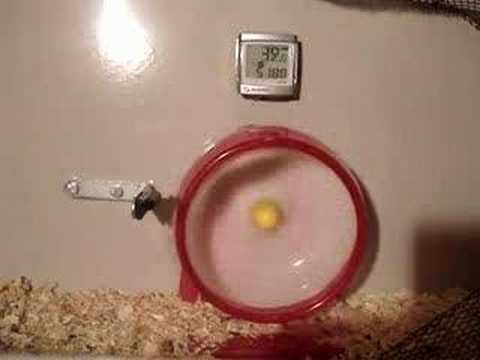 Turbo Hamster chomik