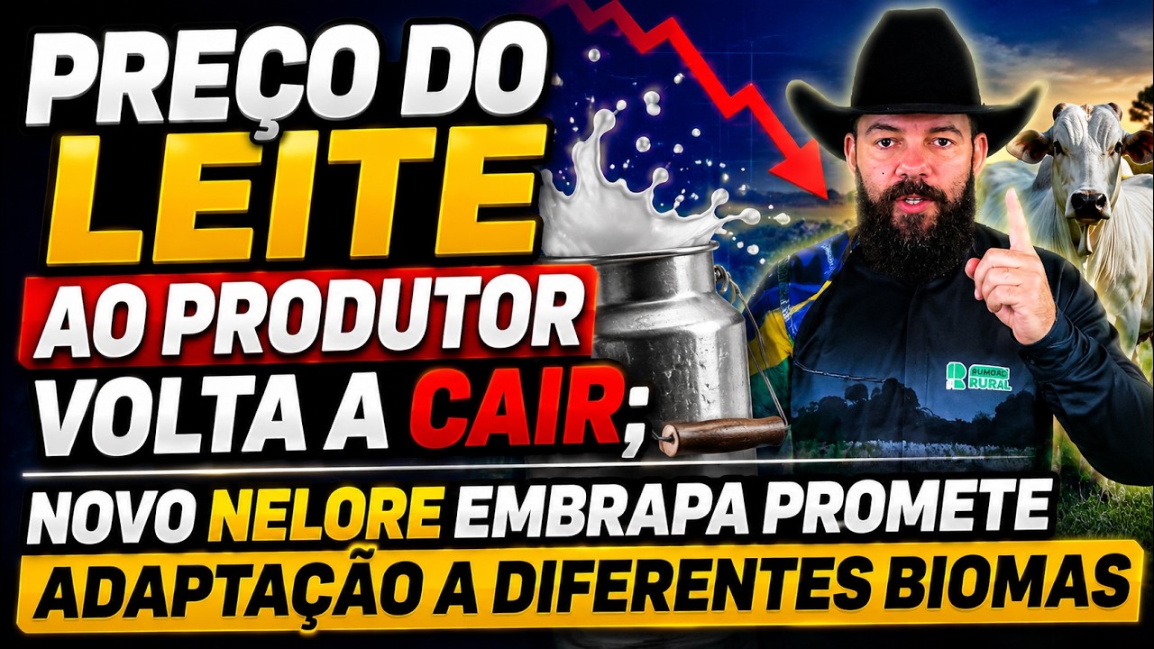 Preço do leite ao produtor volta a cair; Novo Nelore Embrapa promete adaptação a diferentes biomas.