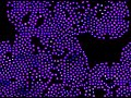 Self-replicating spots