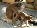 伊豆、波勝崎苑の猿（親子のふれあい）Japanese Macaque Monkeys