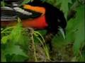 Bird Man Mel - Attracting Orioles