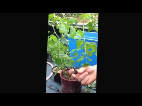 how to transplant currants