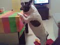 MI BULLDOG FRANCES YASMIN COMIENDO