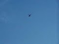 RC Heli Hawk Sport Pro - 1st Flight without training gear RC Heli Hawk Sport Pro - 1st Flight without training gear