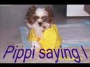pippi pictures