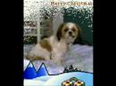 pippi pictures