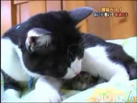 gato y raton