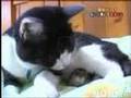 gato y raton