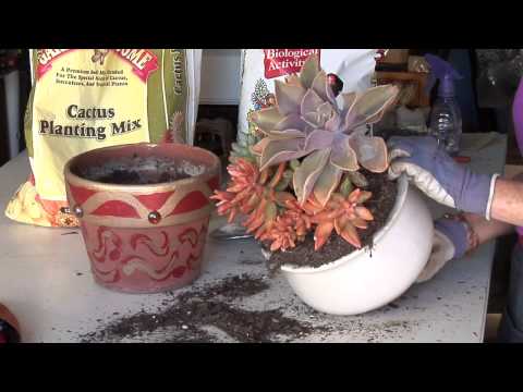 how to transplant succulents