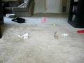 videos de Daisy 2