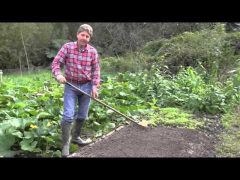 how to replant shallots
