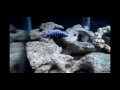 Video com alguns cicledeos africanos. Aquarius Hobby - www.aquariushobby.com.br Av. Dr. Armando Sales de Oliveira 730 