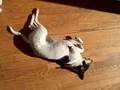 Clio, the Sun Dog