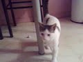 Cute kitty plays soccer Cute kitty plays soccer