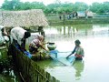 Amar kon kuley aj... Nazrul Geeti.. Sabiha Mahboob