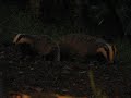 Badgers badgering about