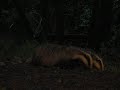 Badgers badgering about
