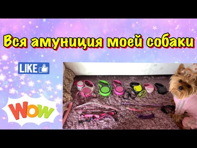 Вся амуниция моей собаки // Амуниция для йоркширского терьера