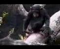 Ой бляааа !!! (Russian Funniest Monkey) LOL