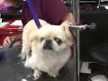 Robin at Wag My Tail Pet Grooming School