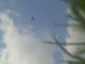 Hobbico Nexstar onboard video camera falls off and survives!