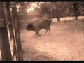 ?ubry w Jankowicach (European Bison)