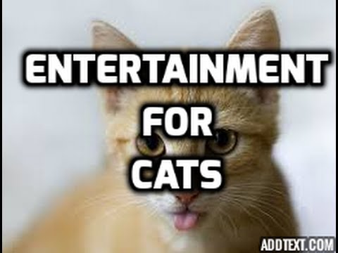 Entertainment For Cats - Hour Long Video of Entertainment For Cats To Watch