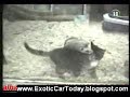 Funny Animal Act