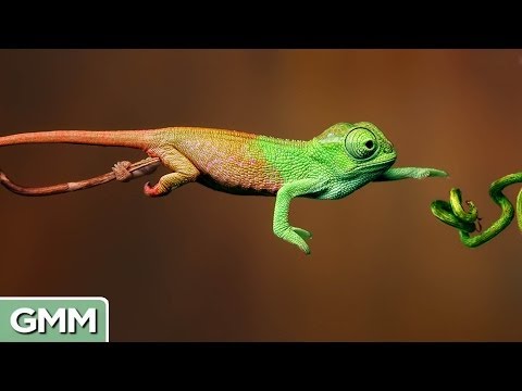 10 Amazing Animal Disguises (w/ video)