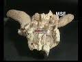 ATAPUERCA: Yacimiento de Galería ATAPUERCA: Yacimiento de Galería