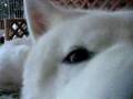 まっ白秋田犬げんき 3