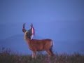 Deer Taking Tibetan Prayer Flags from a Fire Lookout
