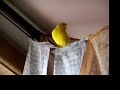 pet canary singing