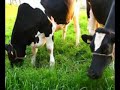 About Cows, Sheep and Shibas