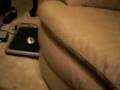 videos de CutePups.MOV