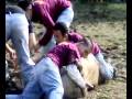 videos de carambola.mp4