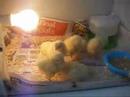 Flippin Chicken