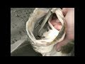 How to Unhook a Pike - fishing for northern pike esox lucius predator teeth fish