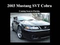 Mustang Cobra \ Mustang Cobra \