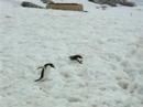 PC150215 - Bellygliding Gentoo.MOV PC150215 - Bellygliding Gentoo.MOV