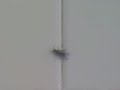 two flies humping two flies humping