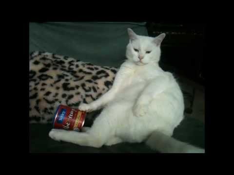 Catvertising - Tetley