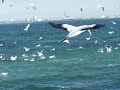 Seagulls diver bomb
