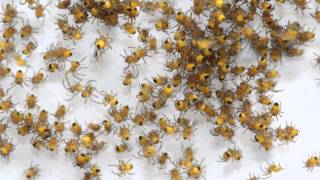 Looking for Mum Baby Spider Time Lapse