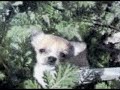 Plea to a Puppy Mill Broker