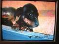 Plea to a Puppy Mill Broker